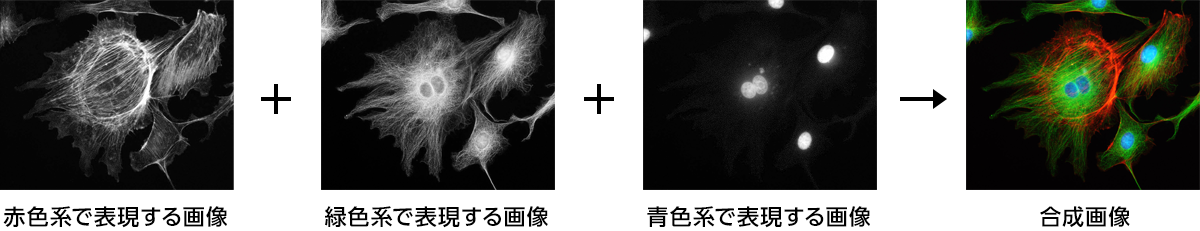 蛍光画像合成